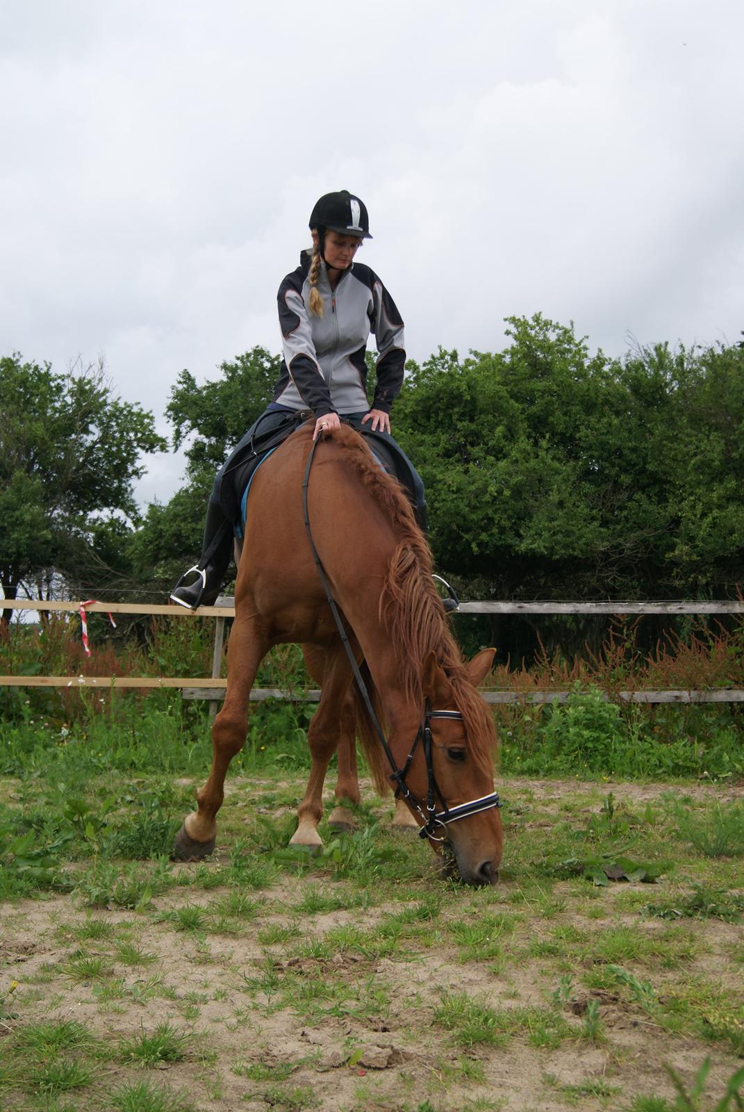 Anden særlig race Theo billede 2