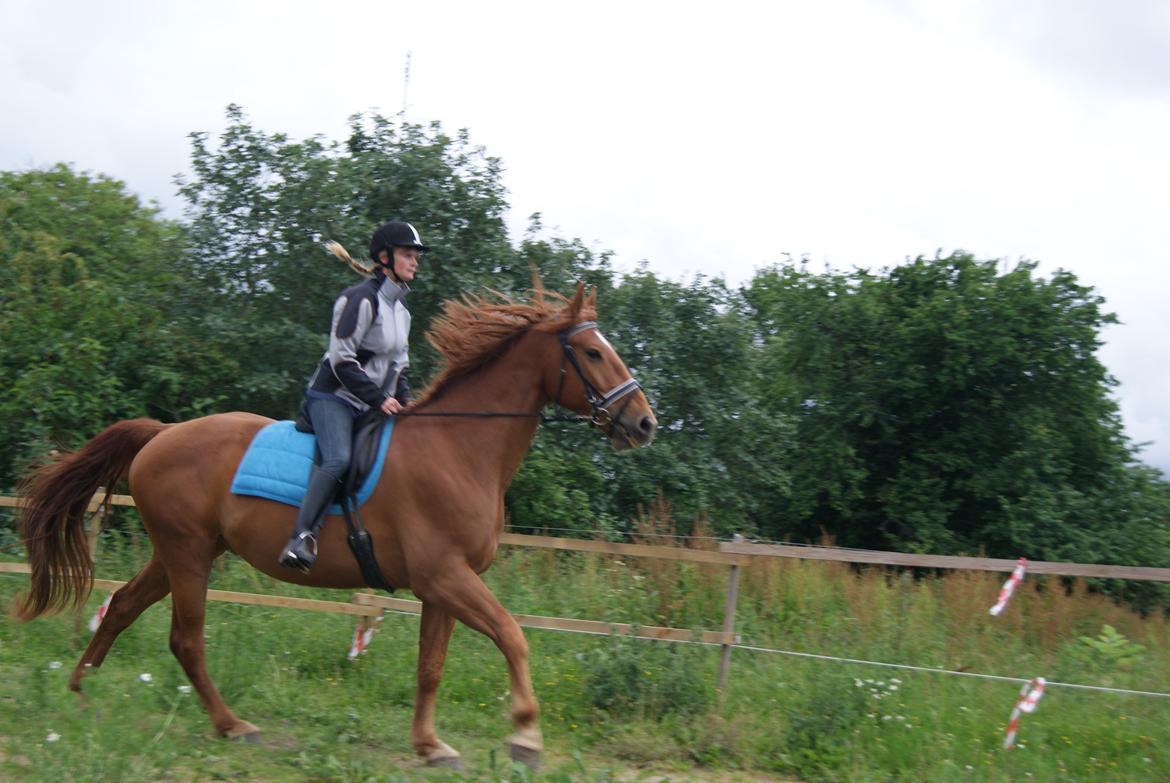 Anden særlig race Theo billede 3