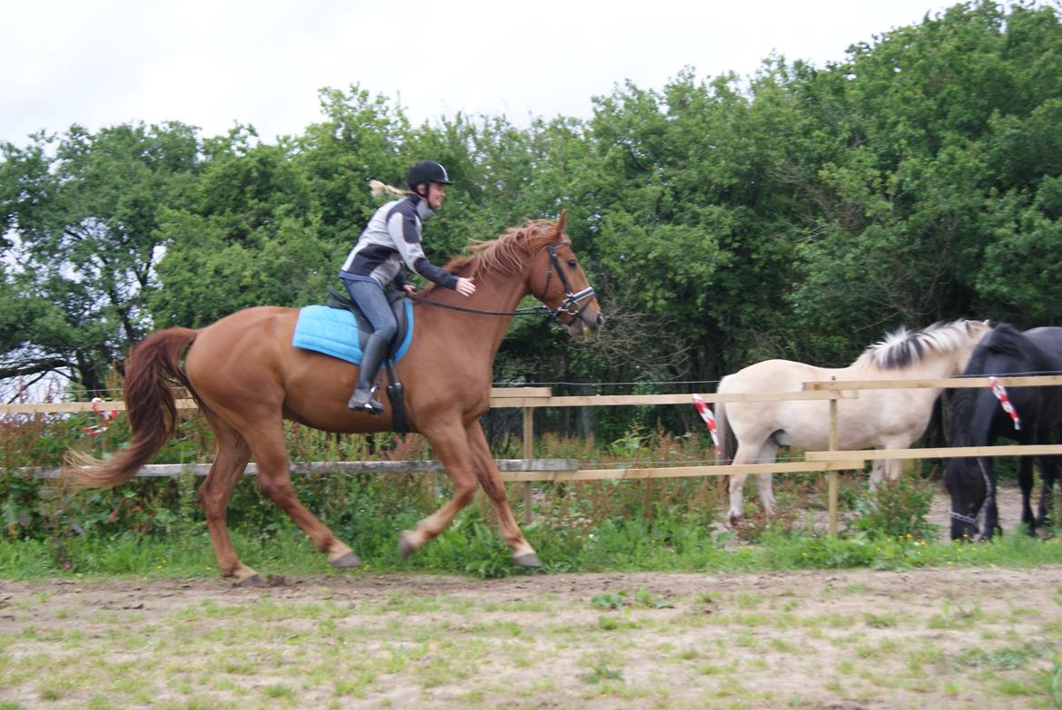 Anden særlig race Theo billede 4