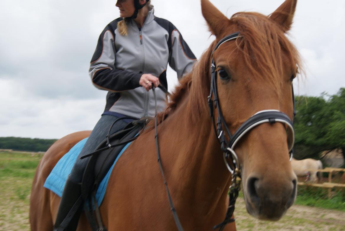 Anden særlig race Theo billede 6