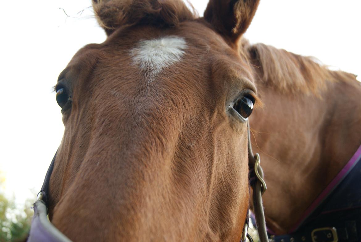 Anden særlig race Theo billede 7