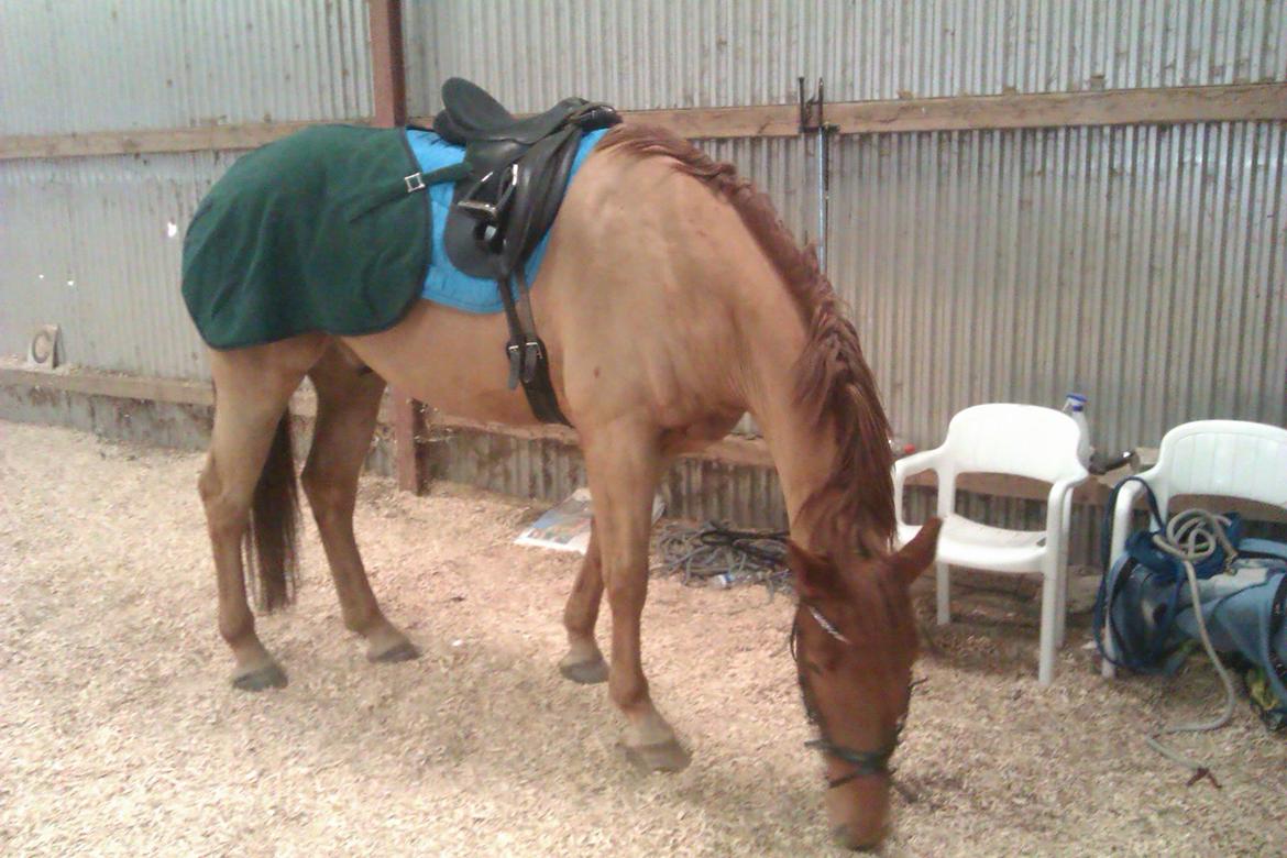 Anden særlig race Theo billede 8