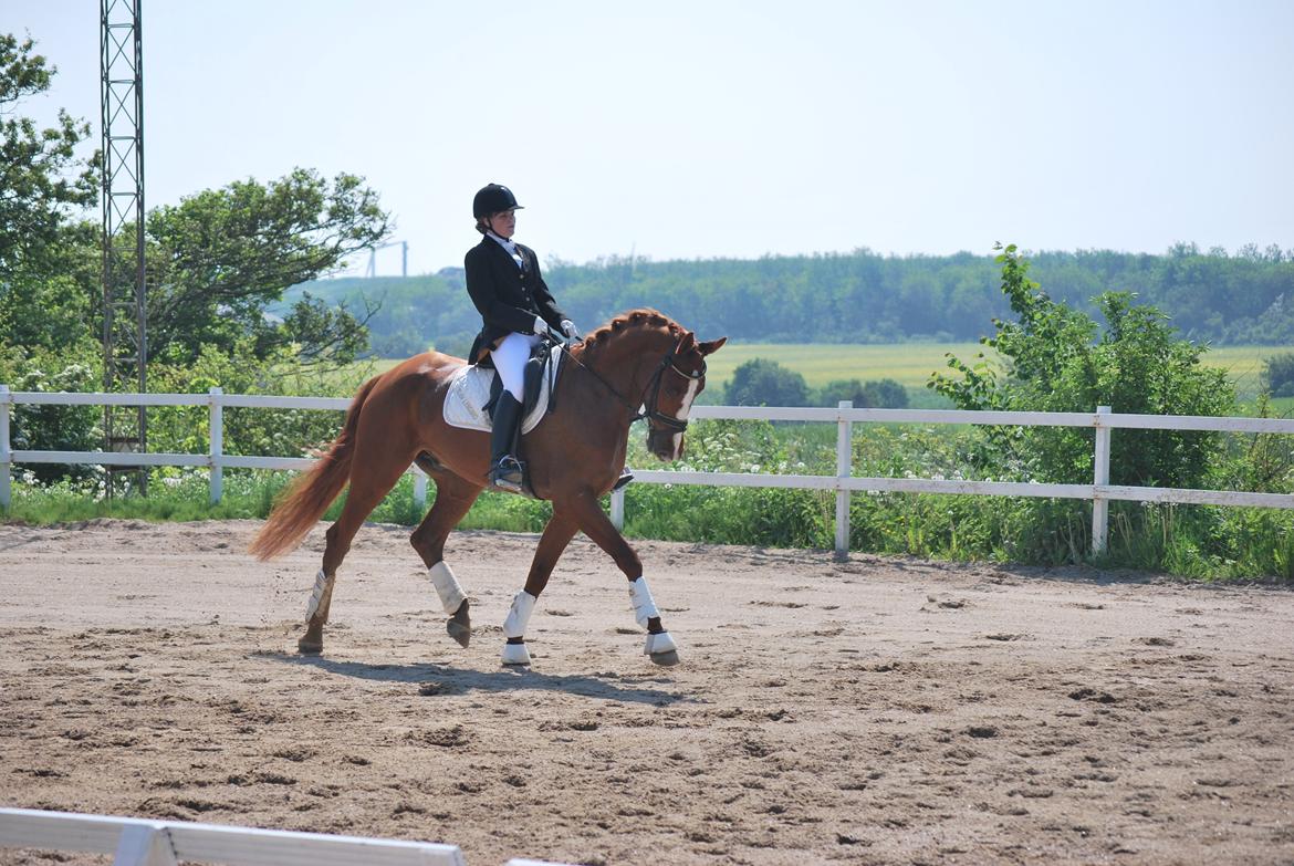 Dansk Varmblod Weltsieger billede 1