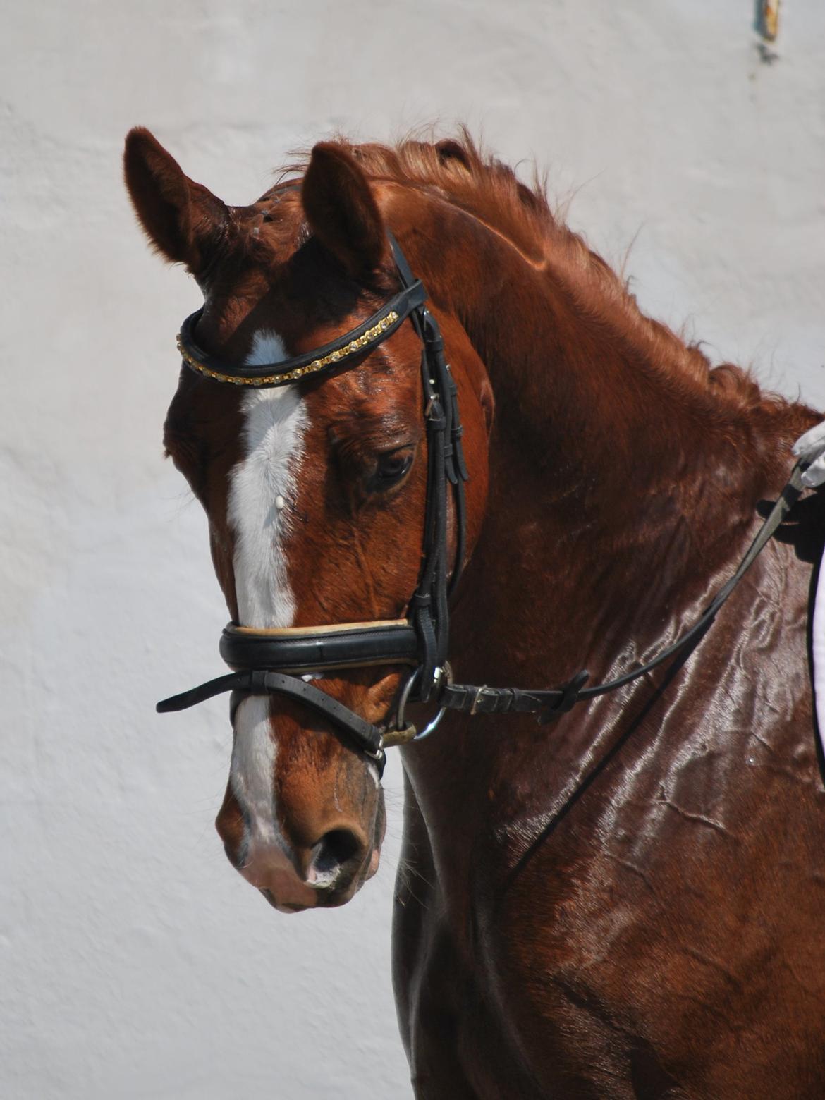 Dansk Varmblod Weltsieger billede 2
