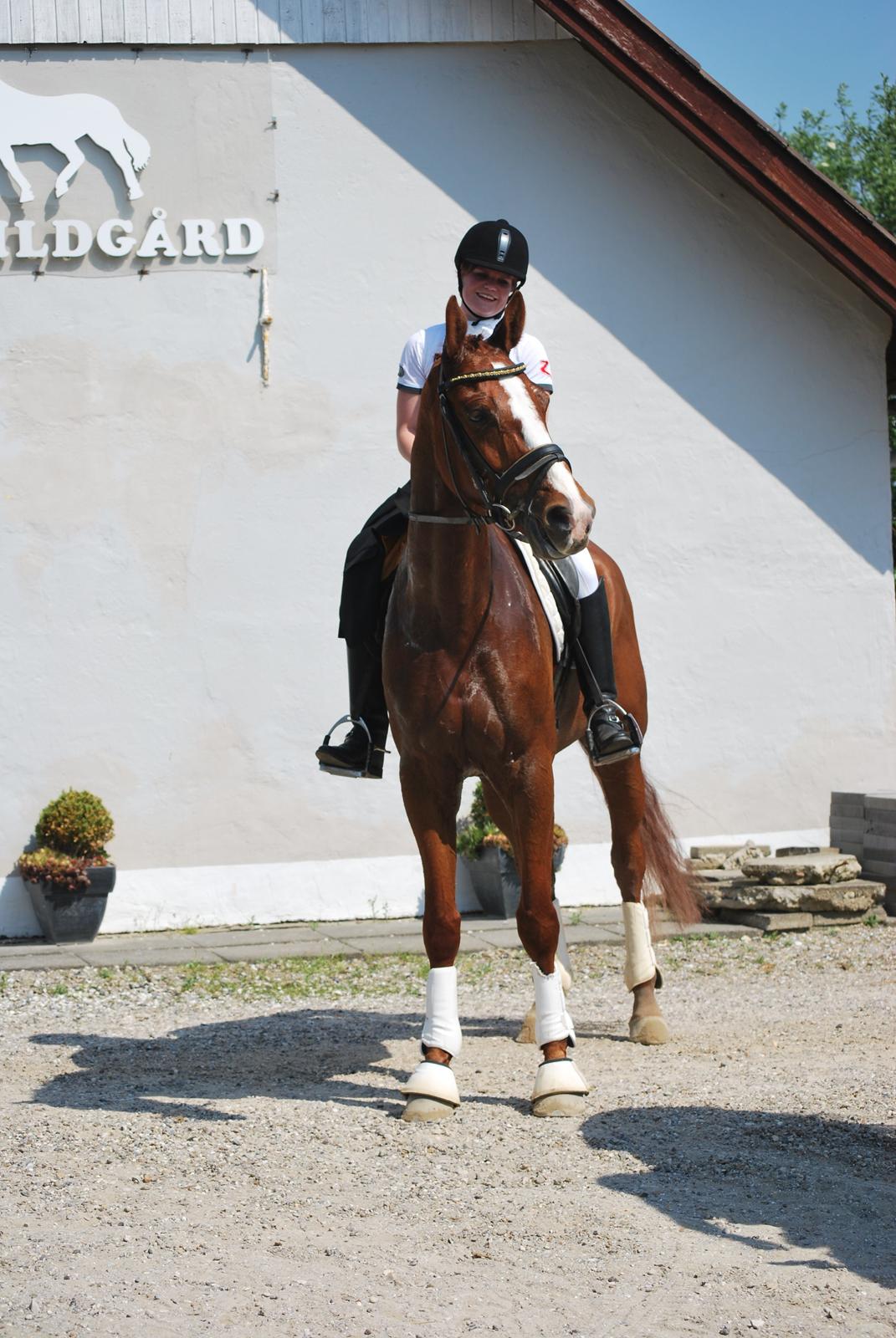 Dansk Varmblod Weltsieger billede 3