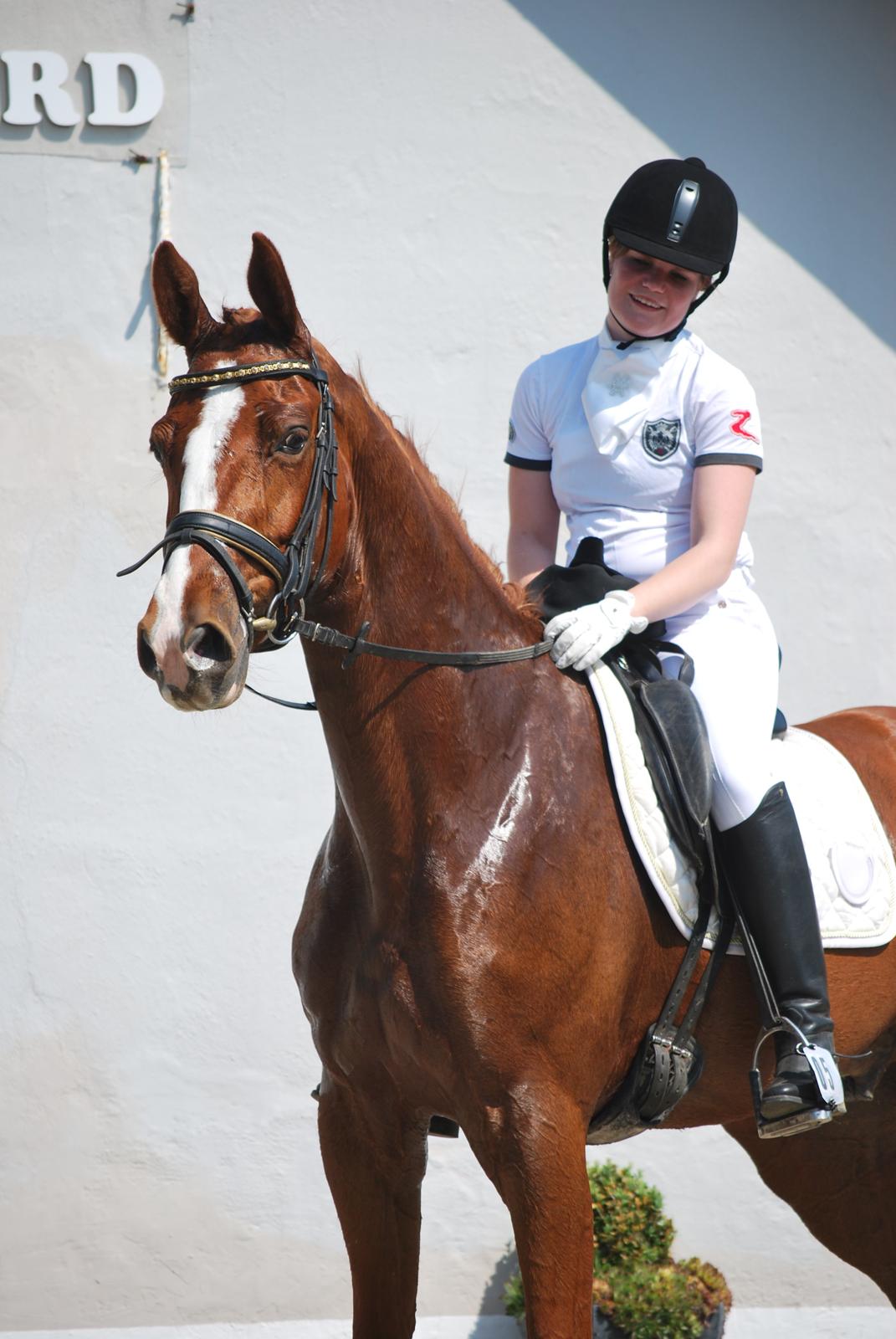 Dansk Varmblod Weltsieger billede 4