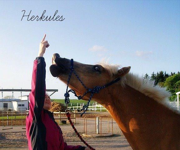 Haflinger Herkules *Stjerne ponyen!* - I adore you.<3 billede 5