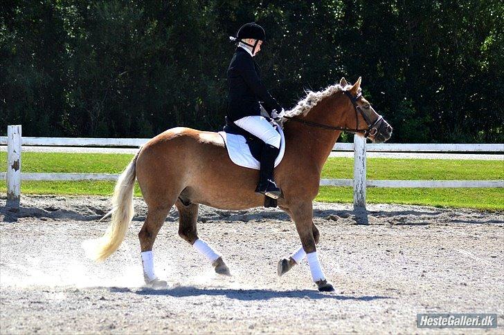 Haflinger Herkules *Stjerne ponyen!* - Vores første stævne sammen. billede 4