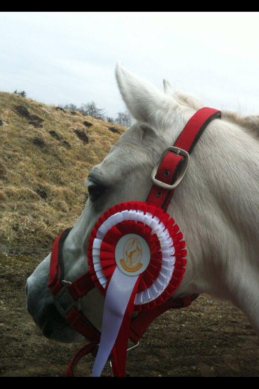 Anden særlig race Frederikke - verdens bedste pony billede 9