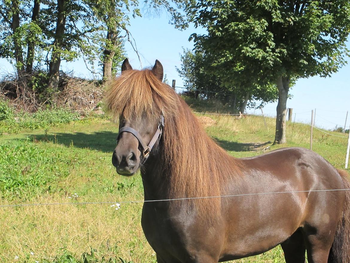 Islænder Mökkur fra Arnakke billede 15