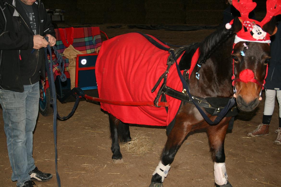 Dartmoor Mille Musen. ..solgt billede 10