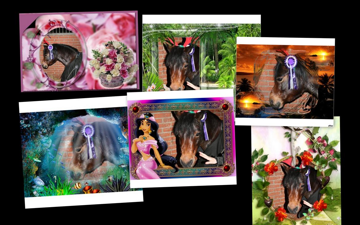 Dartmoor Mille Musen. ..solgt billede 12