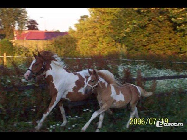 Anden særlig race Hidalgo *Drengerøven* - Hidalgo som baby, sammen med hans mor :) Foto: Mette(Ejer)  billede 13