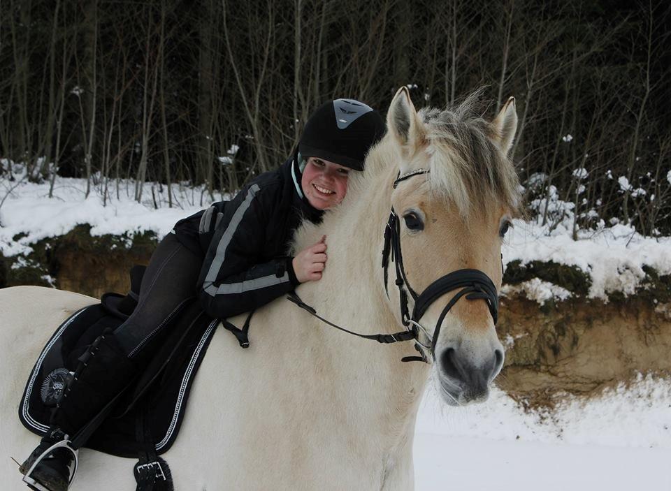 Fjordhest Carlos Sax billede 3