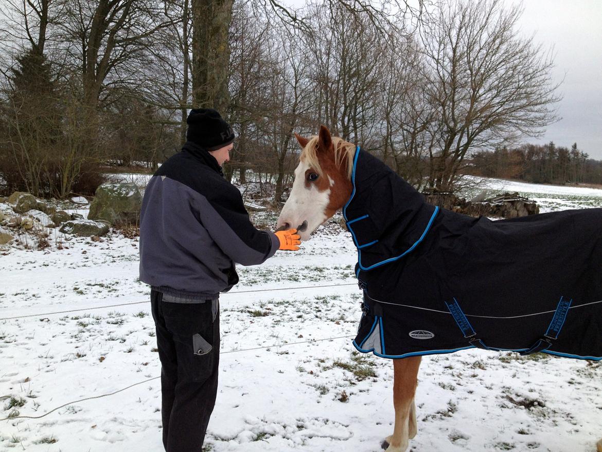 Welsh Partbred (Sec F) Stendyssen`s Sunbreaker - 22-1-2014 billede 16