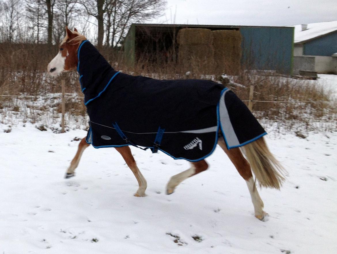 Welsh Partbred (Sec F) Stendyssen`s Sunbreaker billede 17