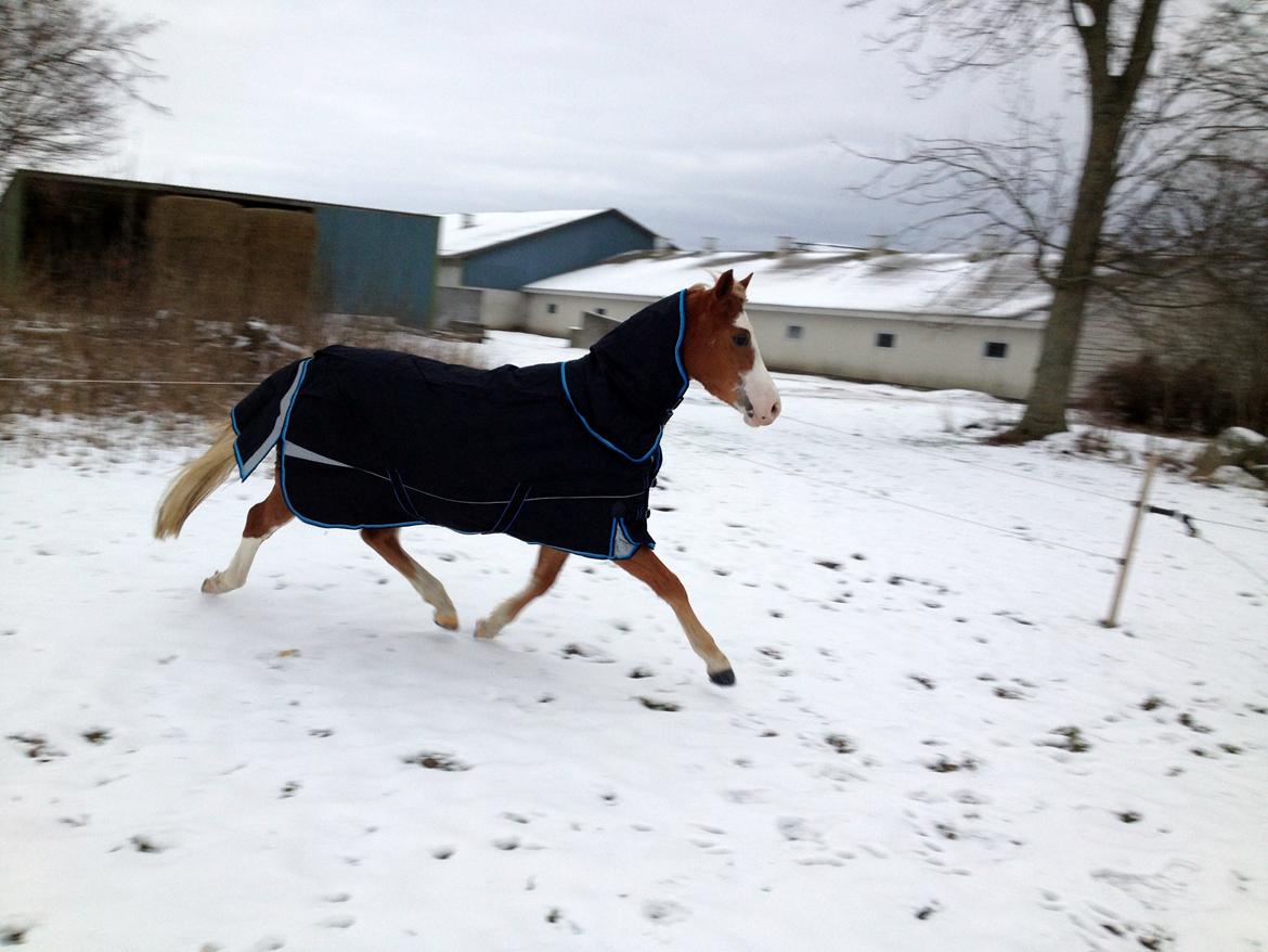 Welsh Partbred (Sec F) Stendyssen`s Sunbreaker billede 18