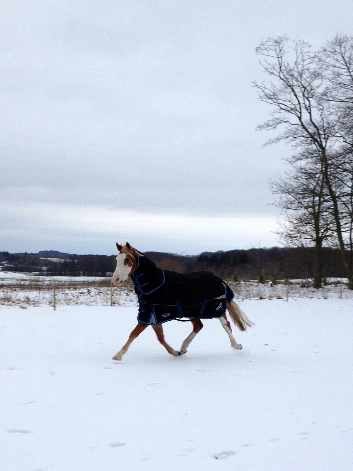 Welsh Partbred (Sec F) Stendyssen`s Sunbreaker billede 19