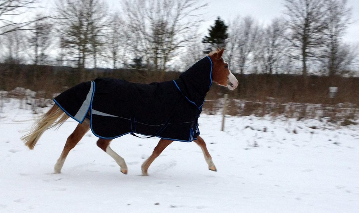 Welsh Partbred (Sec F) Stendyssen`s Sunbreaker billede 20