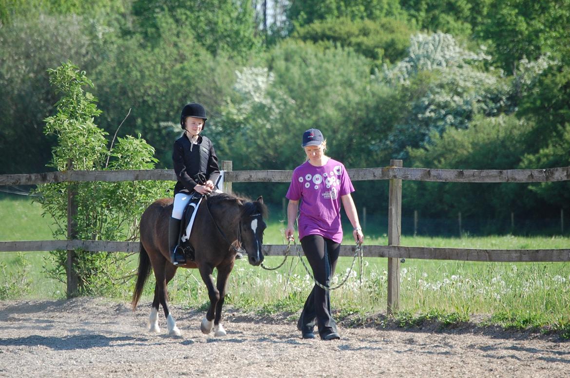 Anden særlig race Sorteper - Og lige et sidste dressur billede billede 11