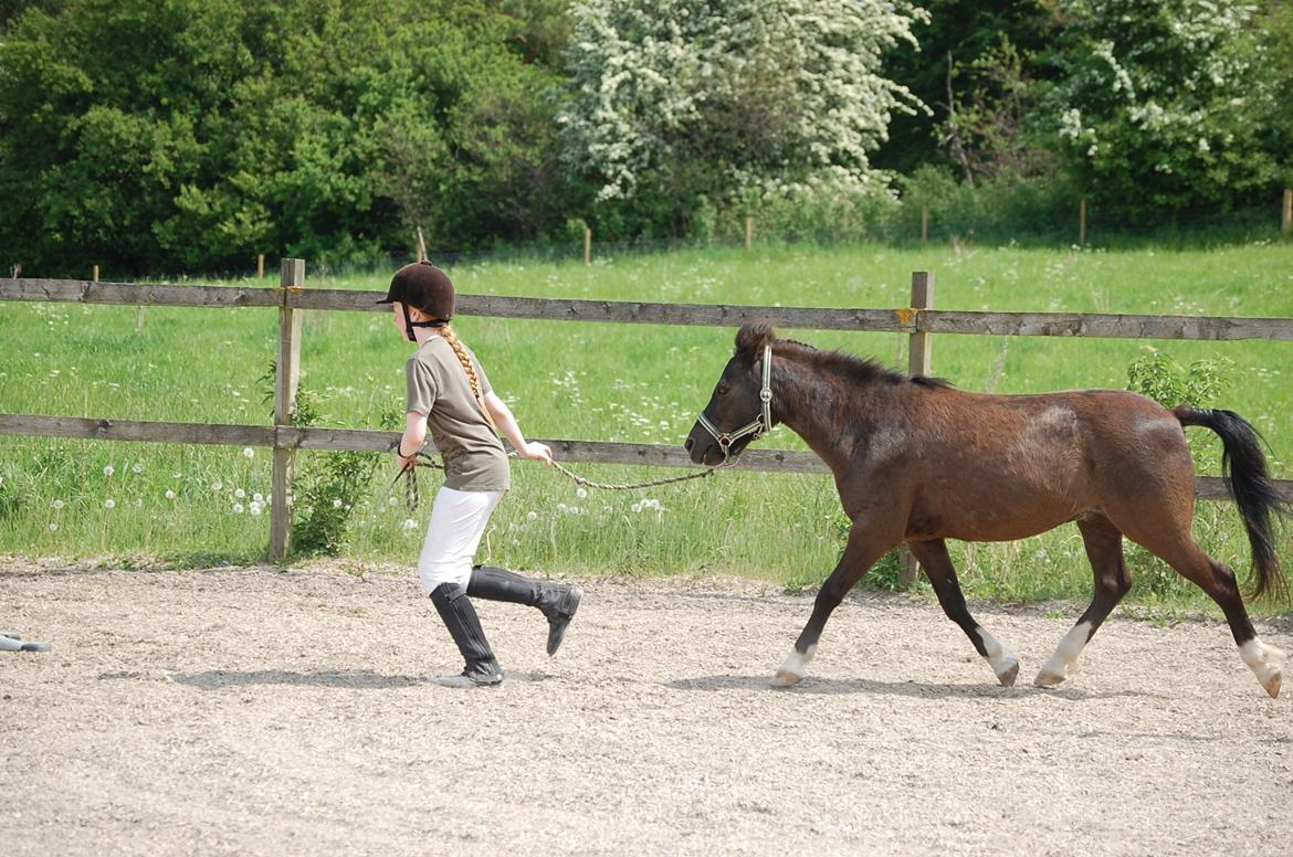 Anden særlig race Sorteper - Agility, lige her er det slalom om springstøtter billede 12