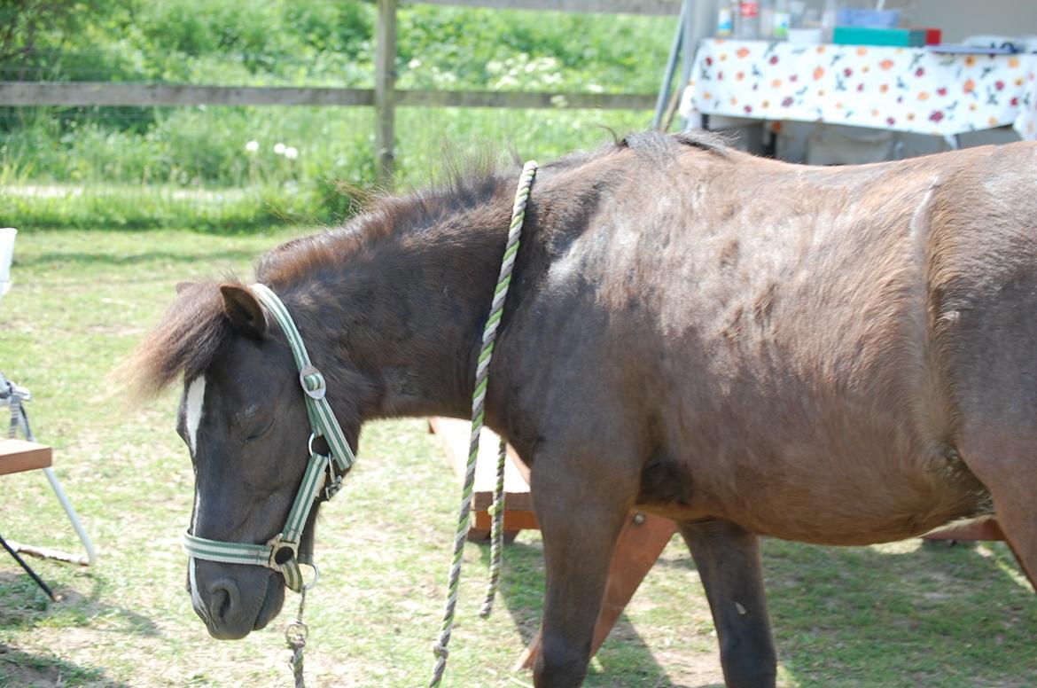 Anden særlig race Sorteper - Lille pony nyder solen her på stævne dagen billede 13