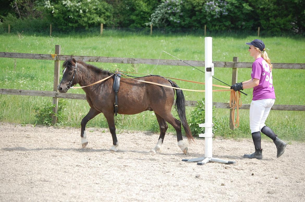 Anden særlig race Sorteper - Agility i køresele, her på vej gennem slalom. Det er bare så rart at se hvor glad han er :) billede 14