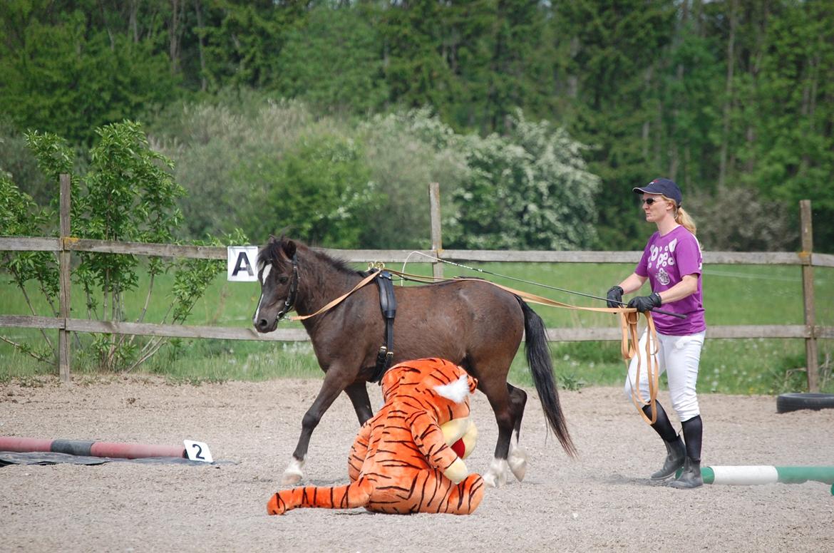 Anden særlig race Sorteper - Pony nyder det stadig og er helt med på legen :D billede 15