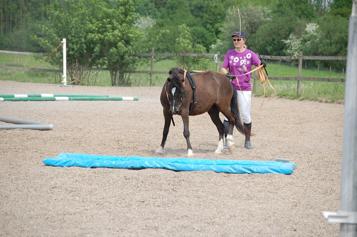 Anden særlig race Sorteper - Uh! det er farligt at være kørepony og skulle gå helt alene over vandgraven! Pludselig er det faktisk lidt farligt at være kørepony, når mor ikke går først over billede 17