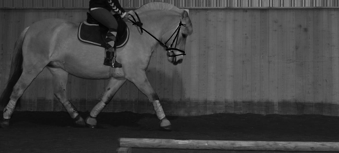 Fjordhest Stella billede 8