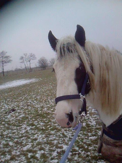 Irish Cob Gipsy Blue Scarlett O´Hara billede 2