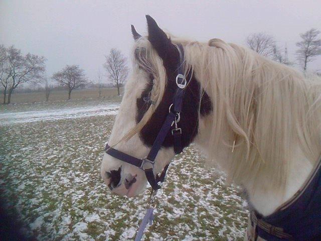 Irish Cob Gipsy Blue Scarlett O´Hara billede 3