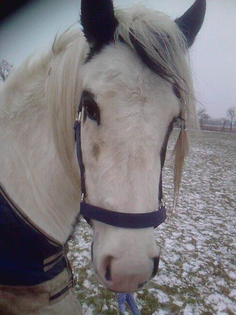 Irish Cob Gipsy Blue Scarlett O´Hara billede 4