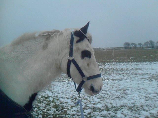 Irish Cob Gipsy Blue Scarlett O´Hara billede 5