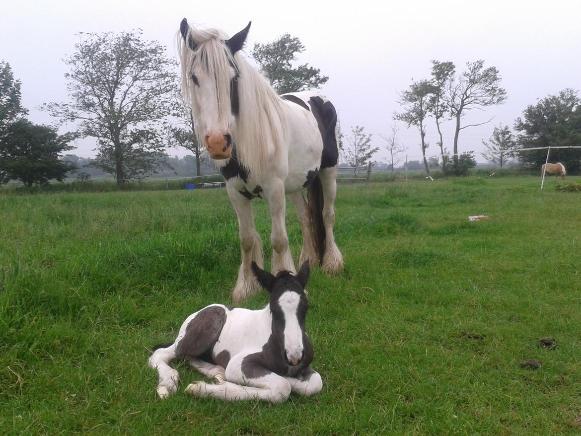 Irish Cob Gipsy Blue Scarlett O´Hara billede 7