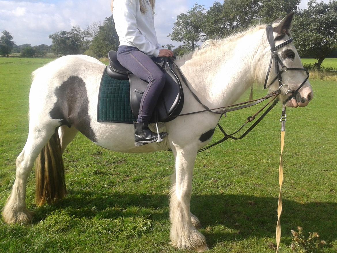 Irish Cob Gipsy Blue Scarlett O´Hara billede 8