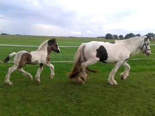 Irish Cob Gipsy Blue Scarlett O´Hara billede 10