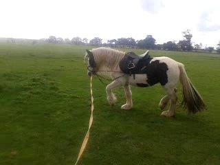 Irish Cob Gipsy Blue Scarlett O´Hara billede 11