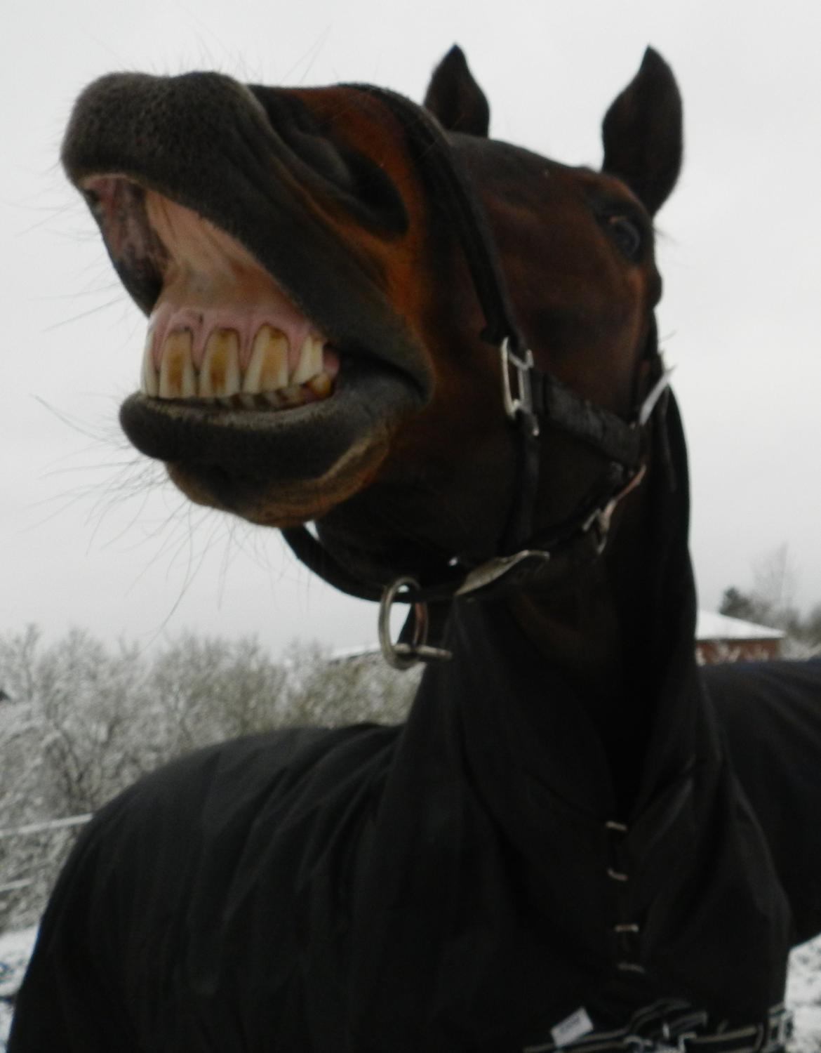 Hannoveraner Domino - Smil til verden så smiler den til dig :) billede 10
