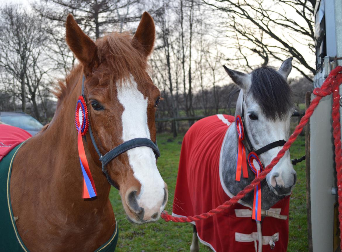 Anden særlig race LANCELOT *B-PONY* - 2 over (s)kønne brødre!! billede 4