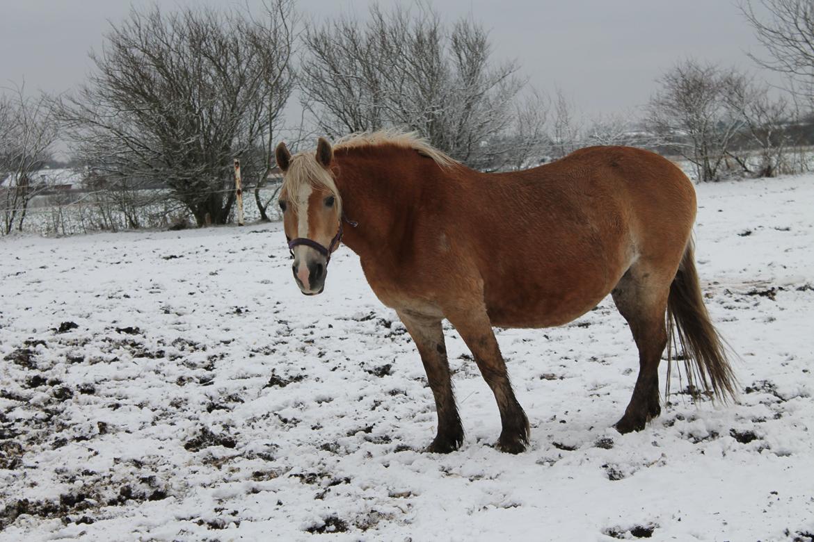 Haflinger Viola (Musse) givet væk billede 13