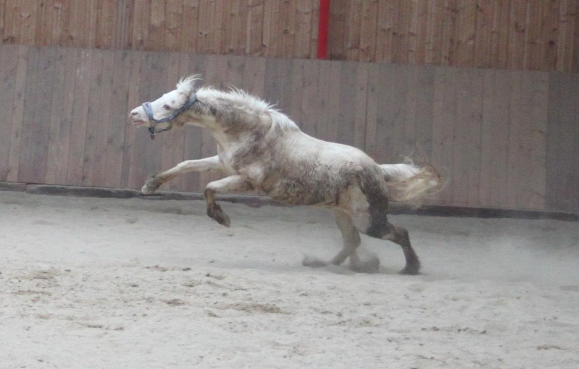 Anden særlig race Perle - En meget glad Perle billede 11