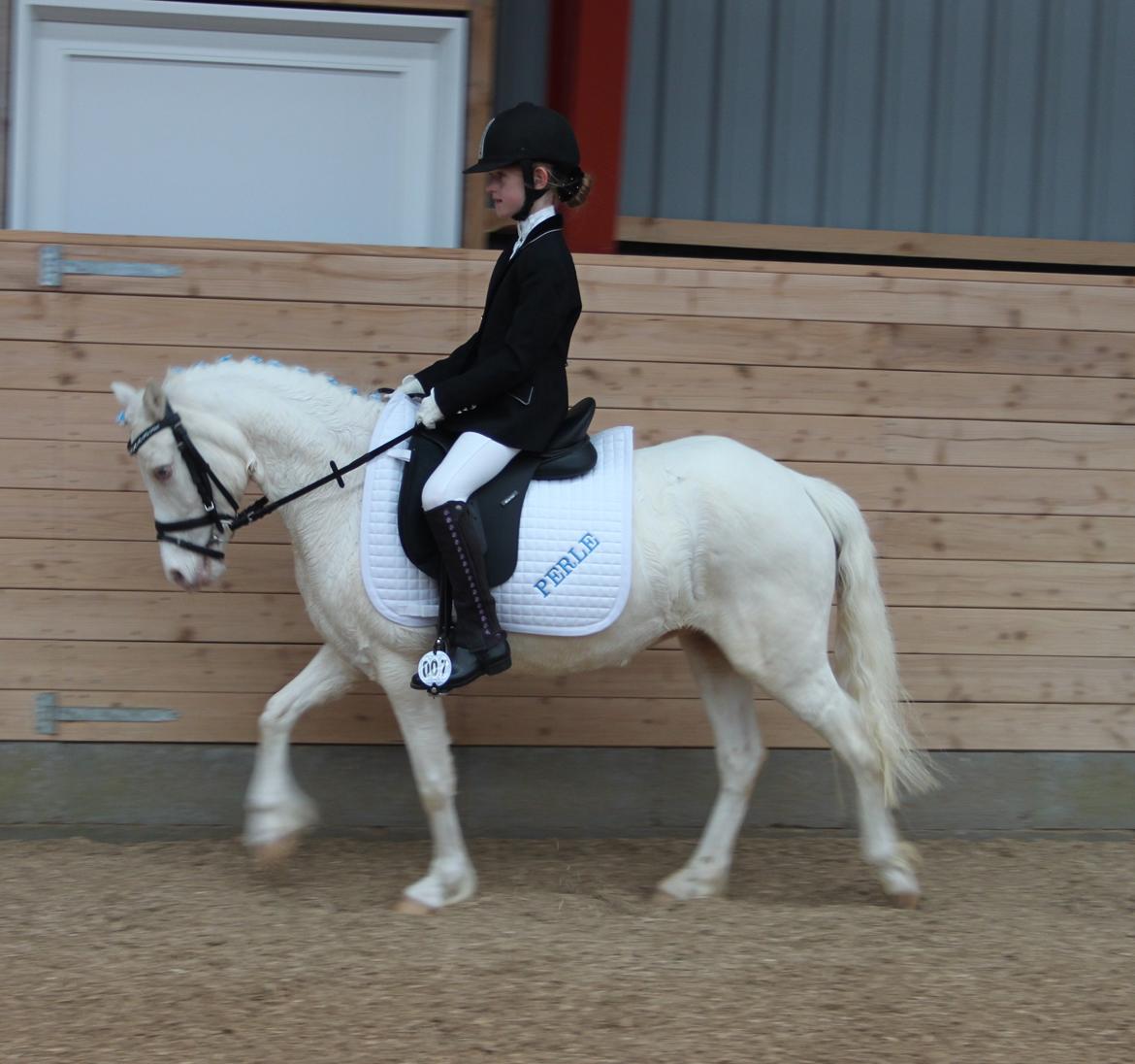Anden særlig race Perle - Første dressurstævne. billede 7