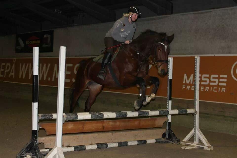 Dansk Varmblod Kronborgdiges Flika. ( låne hest) billede 18