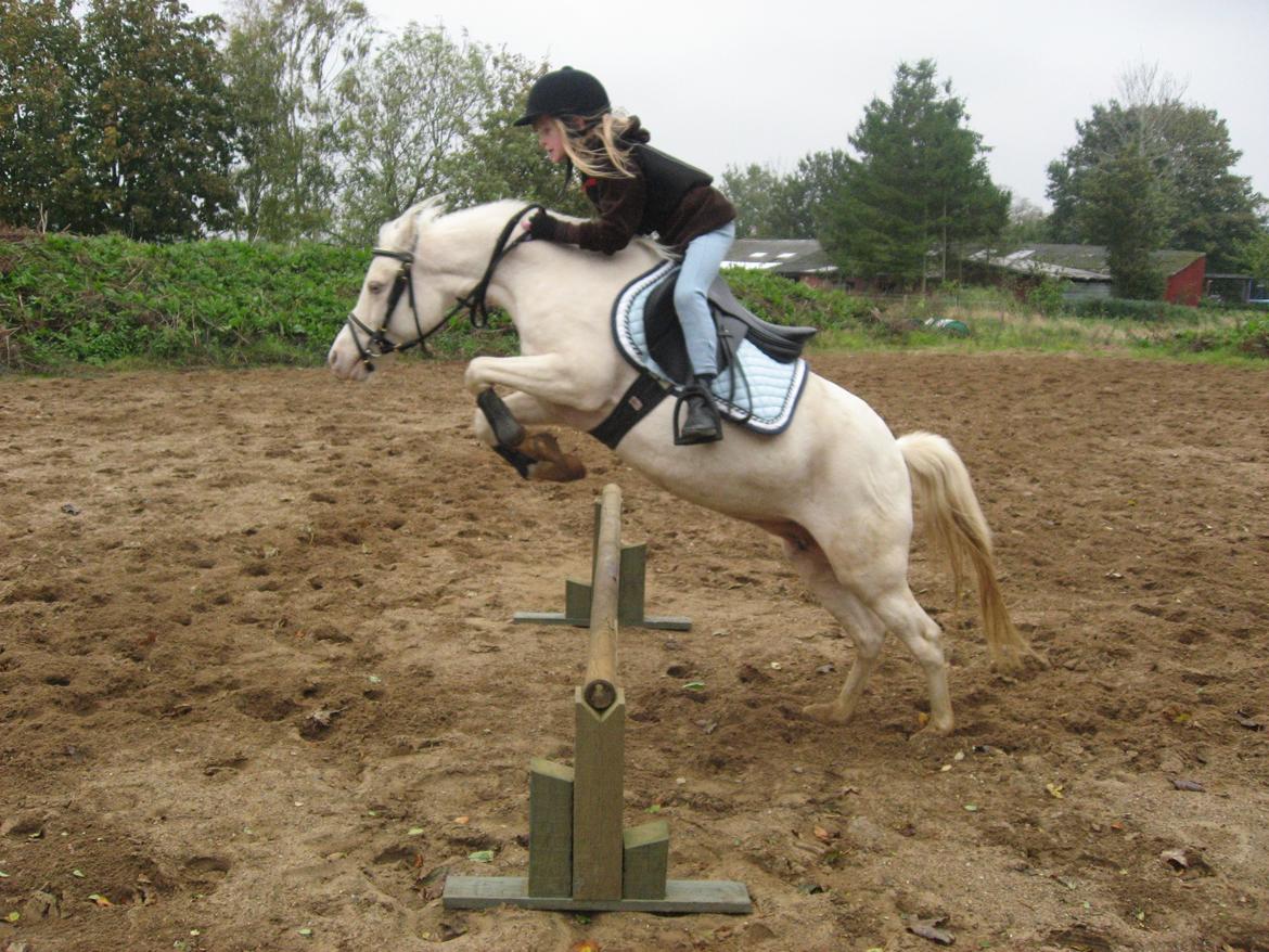 Anden særlig race Perle - Udendørs springtræning 50 cm. - 2010 billede 5