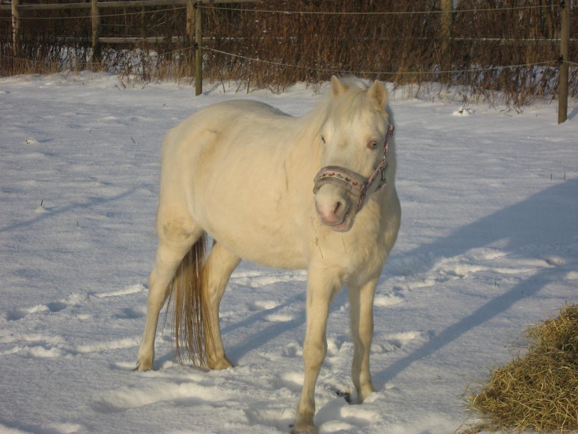 Anden særlig race Perle - Lækker vinterpels... - Vinteren 2011 billede 6
