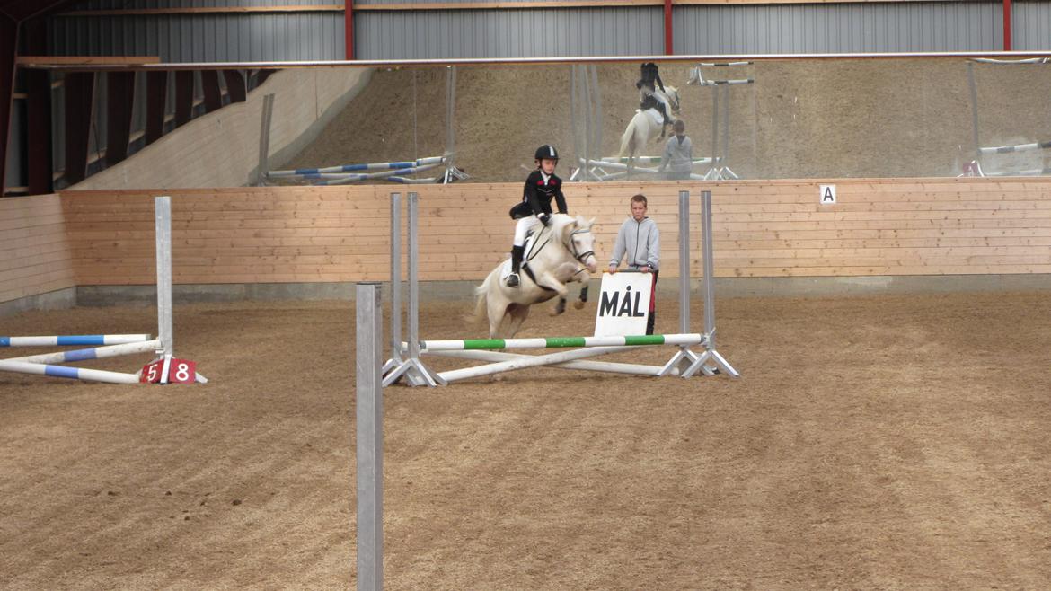 Anden særlig race Perle - Første springstævne billede 8