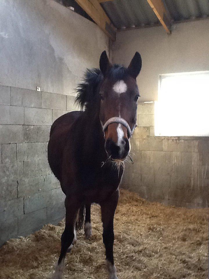 New Forest nicky billede 20