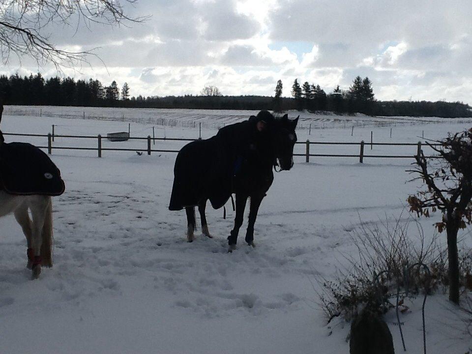 New Forest nicky billede 21