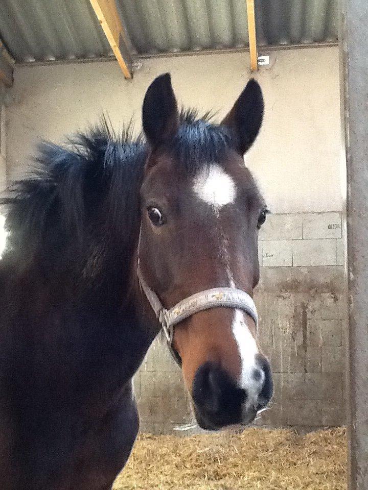 New Forest nicky billede 22